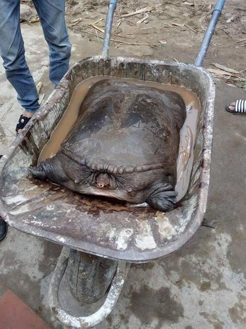 Bắt[-]được[-]cặp[-]ba[-]ba[-]"khủng"[-]nặng[-]50kg[-]trên[-]sông[-]Đuống